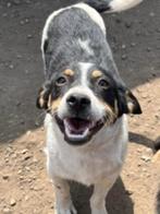AIN: Marin, Rabiës (hondsdolheid), 15 weken tot 1 jaar, Buitenland, Eén hond