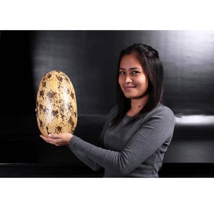 Theropod Egg 12″ – Dinosaurus Ei decoratie, Verzamelen, Dierenverzamelingen, Nieuw, Overige typen, Ophalen