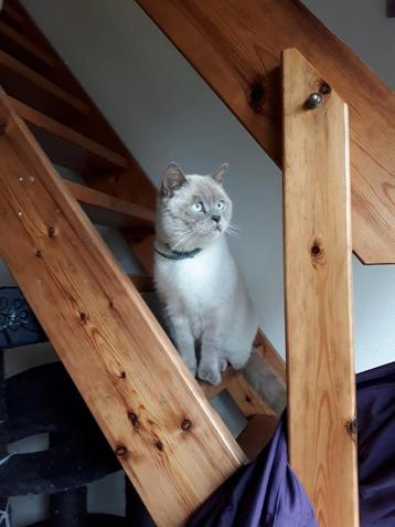 VERMIST !!! beschikbaar voor biedingen