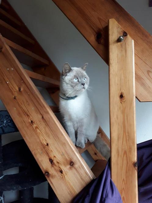 VERMIST !!!, Dieren en Toebehoren, Vermiste en Gevonden Dieren, Kat