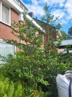 Hulst, Tuin en Terras, Planten | Bomen, Ophalen, Herfst, Volle zon, Overige soorten