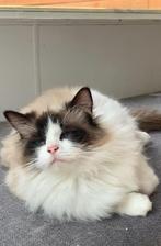 Ragdoll poezen 🤍seal bicolor 🤎seal mink mitted. Bliss, Dieren en Toebehoren, Katten en Kittens | Raskatten | Langhaar, Poes