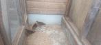 3 jonge fazanten, Dieren en Toebehoren, Pluimvee, Meerdere dieren, Overige soorten