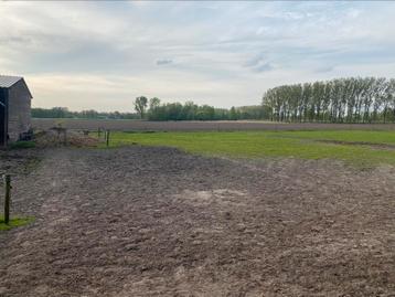 Mak maken of trainen paarden beschikbaar voor biedingen