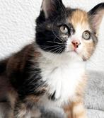 Bijzonder mooie ragdoll x europese korthaar kittens, Dieren en Toebehoren, Katten en Kittens | Overige Katten, Meerdere dieren