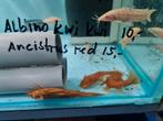 Ancistrus Red algeneters XL, Dieren en Toebehoren, Vissen | Aquariumvissen, Vis, Zoetwatervis