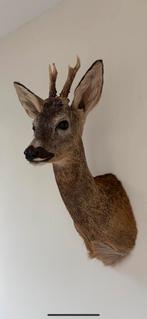 Opgezette reebok taxidermy, Verzamelen, Dierenverzamelingen, Ophalen of Verzenden, Nieuw, Hert, Opgezet dier