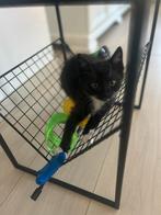 Kittens, Dieren en Toebehoren, Katten en Kittens | Overige Katten, Geslacht onbekend, Kortharig, 0 tot 2 jaar