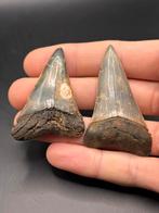 Haaientanden set Antwerpen, Ophalen of Verzenden, Fossiel