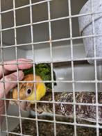 Supertamme roestkop caique van 2025, Geslacht onbekend, Papegaai, Tam