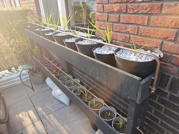 Yucca Gloriosa winterhard ik heb een heleboel stekjes €12.50, Tuin en Terras, Planten | Bomen, Ophalen