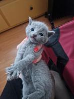 Russische blauwe kittens met stamboom, Meerdere dieren, Met stamboom, 0 tot 2 jaar