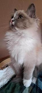Lieve ragdoll, Dieren en Toebehoren, Katten en Kittens | Raskatten | Langhaar, Poes