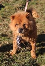 Chow chow zoekt baasje, Particulier, Rabiës (hondsdolheid), Middel, 6 jaar of ouder