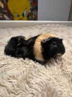 Gratis cavia – 1 jaar oud, vrouwtje – Amstelveen, Dieren en Toebehoren, Cavia, Vrouwelijk, Januari, Tam