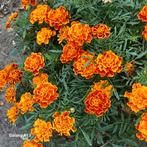 Afrikaantjes zaad - Biologisch & Onbespoten, Overige soorten, Volle zon, Eenjarig, Ophalen of Verzenden