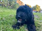 Twee cockapoo pups zoeken een mandje!, Overige rassen, CDV (hondenziekte), 8 tot 15 weken, Meerdere
