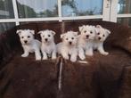 West  highland white terier pups ( nog  3 pups ), Nederland, Overige rassen, CDV (hondenziekte), 8 tot 15 weken