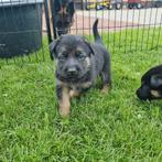 Duitse herder pups met rechte rug, Dieren en Toebehoren, Honden | Herdershonden en Veedrijvers, 8 tot 15 weken, Meerdere, Meerdere dieren