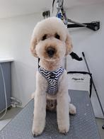 Tuig maat L Woofs en Co, Ophalen of Verzenden, Nieuw