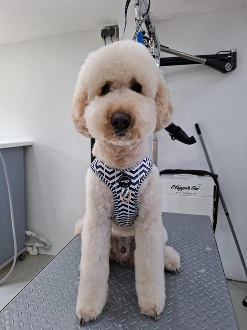 Tuig maat L Woofs en Co, Dieren en Toebehoren, Hondenhalsbanden en Penningen, Nieuw, Ophalen of Verzenden