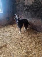 Te koop landgeiten, Dieren en Toebehoren, Schapen, Geiten en Varkens, Meerdere dieren, Geit