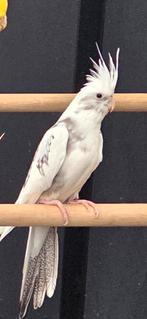 Valkparkiet pop 2024, Dieren en Toebehoren, Vogels | Parkieten en Papegaaien, Vrouwelijk, Parkiet, Geringd