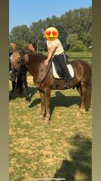 Super lieve en brave  C pony., Ruin, Recreatiepaard