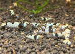 Pure black line - PBL garnalen | Caridina shrimps, Dieren en Toebehoren, Vissen | Aquariumvissen, Kreeft, Krab of Garnaal, Zoetwatervis