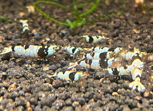 Pure black line - PBL garnalen | Caridina shrimps, Dieren en Toebehoren, Vissen | Aquariumvissen, Zoetwatervis, Kreeft, Krab of Garnaal