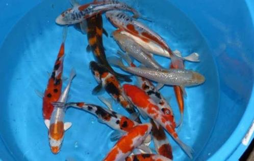 HQ Import koi 12 / 15 cm bij Koidream in Valburg, Dieren en Toebehoren, Vissen | Vijvervissen, Karper of Koi