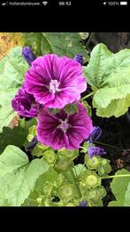 Zaden Malva Sylvestris Mauritanica, Tuin en Terras, Ophalen of Verzenden, Gehele jaar, Volle zon, Zaad