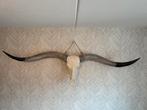 Longhoorn buffel schedel, 170cm, Huis en Inrichting, Ophalen, Zo goed als nieuw