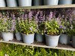 Nepeta persian blue ‘kattenkruid’  - Tuinplant, Tuin en Terras, Planten | Tuinplanten, Volle zon, Vaste plant, Zomer, Ophalen