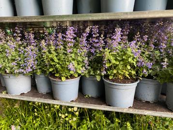 Perzische Blauwe Kattenkruid - Tuinplant beschikbaar voor biedingen