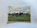 kaart paard veulen dier, Ophalen, 1980 tot heden, Ongelopen, Paard