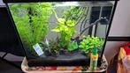 Aquarium planten nieuw gekocht, Dieren en Toebehoren, Ophalen, Zo goed als nieuw, Plant(en), Steen of Hout