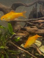 Goudbarbeel ruilen, Dieren en Toebehoren, Vissen | Aquariumvissen, Vis
