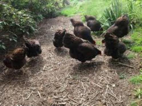 Barnevelder krielkippen [dubbelgezoomde hennen], Dieren en Toebehoren, Pluimvee, Kip, Vrouwelijk