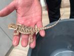Jonge baardagamen, Dieren en Toebehoren, Reptielen en Amfibieën, Amfibie, 0 tot 2 jaar