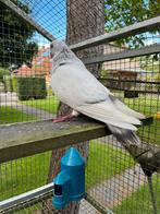Haagse tilduif, Dieren en Toebehoren, Vogels | Duiven, Mannelijk, Kropper