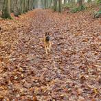Charismatische, aanhankelijke Mechelse herder reu, Dieren en Toebehoren, Honden | Herdershonden en Veedrijvers, Rabiës (hondsdolheid)
