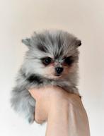 Nog 1 super schattige, knappe mini bearface pomeranian puppy, Keeshond, Reu, 8 tot 15 weken, Meerdere