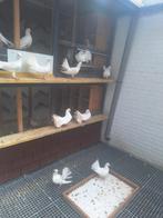 Pauwstaartduiven, Dieren en Toebehoren, Vogels | Duiven, Mannelijk
