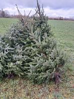 Omorikas, Tuin en Terras, Planten | Bomen, Ophalen, Volle zon, Overige soorten, Minder dan 100 cm
