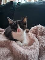 Kittens/poesjes/jonge katjes direct beschikbaar, Dieren en Toebehoren, Katten en Kittens | Overige Katten, Poes