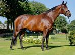 Zeer knappe 6 jarige merrie, Dieren en Toebehoren, Paarden, Merrie, Dressuurpaard, 3 tot 6 jaar