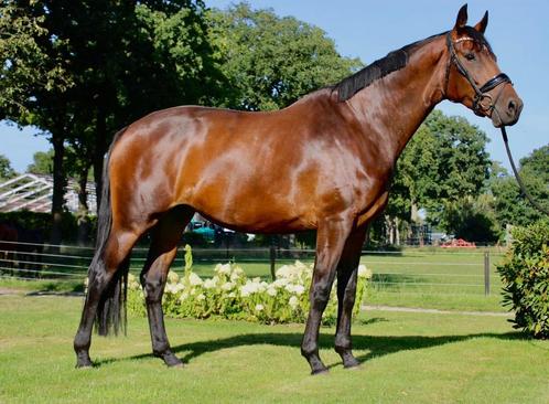 Zeer knappe 6 jarige merrie, Dieren en Toebehoren, Paarden, Merrie, 3 tot 6 jaar, Dressuurpaard