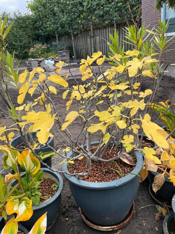 Vijg in grote pot, Tuin en Terras, Planten | Bomen, Overige soorten, 100 tot 250 cm, Volle zon, Bloeit niet, Ophalen