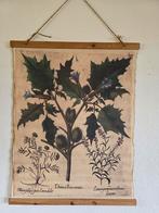 Canvas wandplaat botanisch, Ophalen of Verzenden, Natuur en Biologie